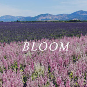 Warm Bloom / Relaxing LoFi Stock Music