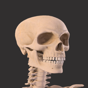 Human Male Skeleton Bones Anatomy 3D Models - TemplateMonster